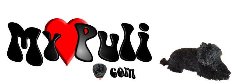 Hungarian Puli - The Sophisticated Sheep Dog logo